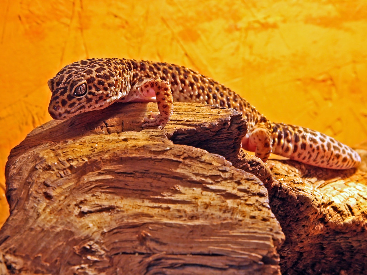 Reptilienzoo Scheidegg